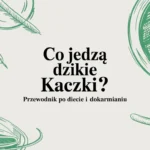 Co jedzą dzikie kaczki? Przewodnik po diecie i dokarmianiu