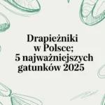 Drapieżniki w Polsce - 5 najważniejszych gatunków i ich rola