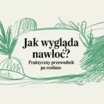 Jak wygląda nawłoć? Praktyczny przewodnik po roślinie
