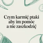 Czym karmić ptaki aby im pomóc a nie zaszkodzić